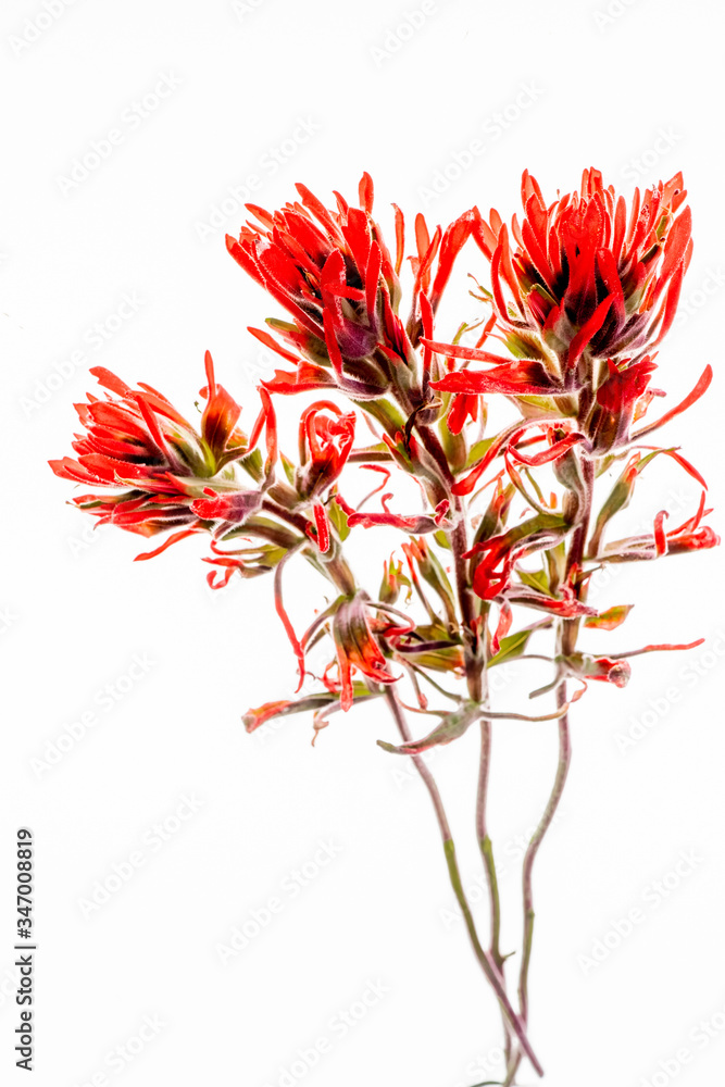 Three stems of desert indian paintbrush with bright red petals arranged separate on a lightbox Three stems of desert indian paintbrush with bright red petals arranged separate on a lightbox