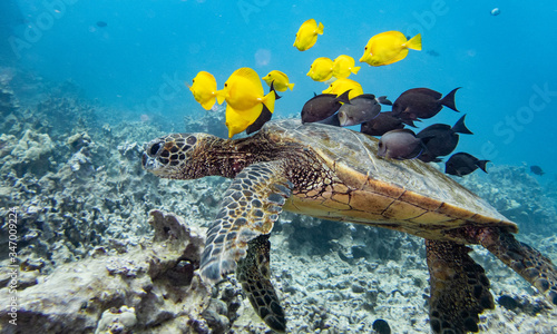 Green sea turtle being cleaned by reef fish at the turtle cleaning station on the Big Island of Hawaii. 