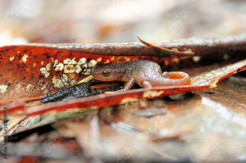Roughskin newt (Taricha granulosa) photo
