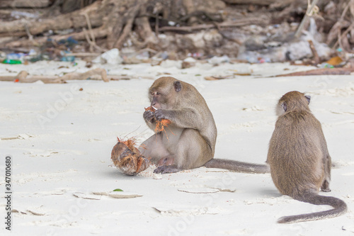 Monkey macaques in the Monkey Forest in Lombok eating a coconu photo