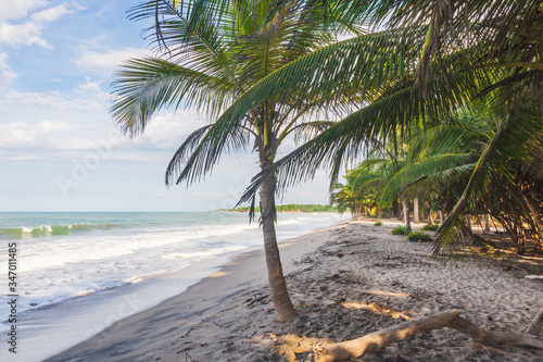 palm tree on the beach