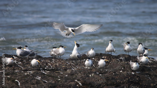 flock of swift terns