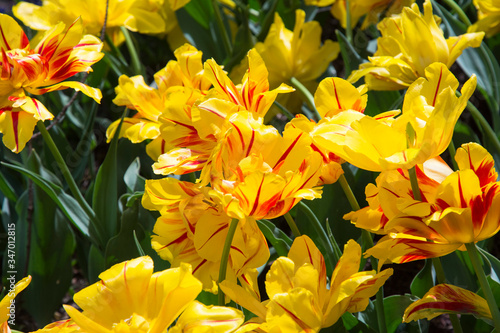 Beautiful tulips during the flowering period. Hybrid variety.