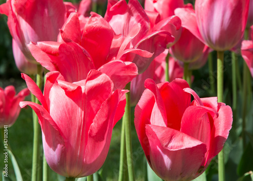 Beautiful tulips during the flowering period. Hybrid variety.