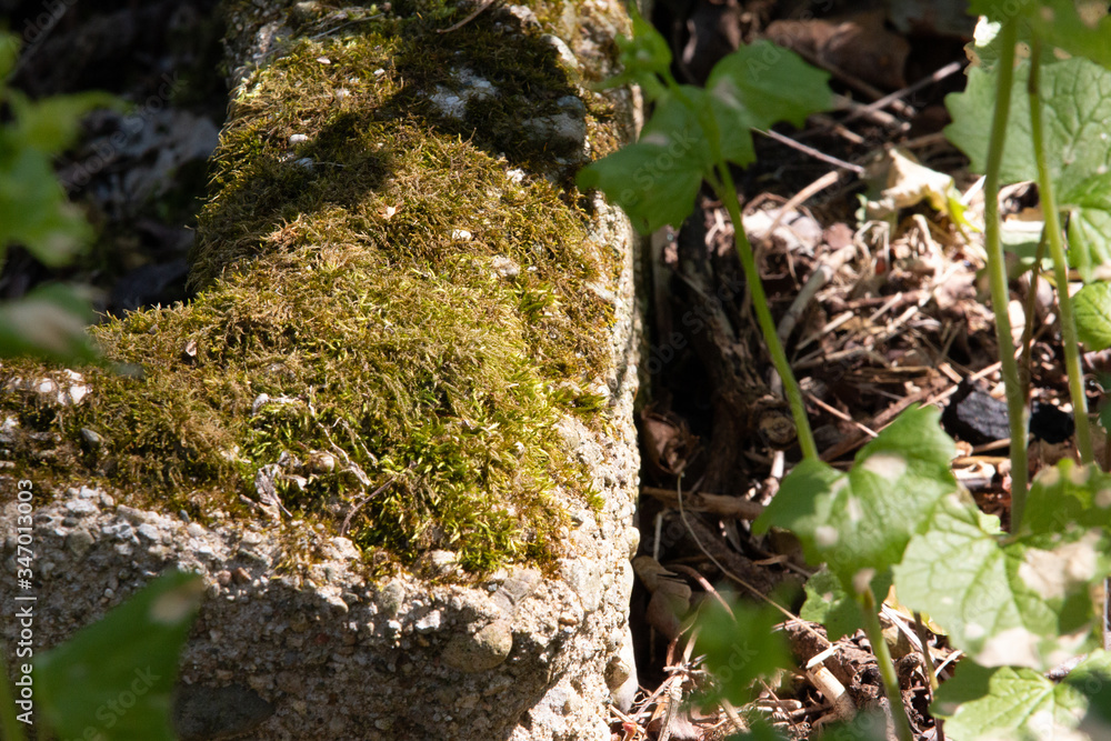 Moss on a stone Moss on a stone