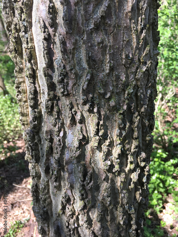 Obraz premium Common Hackberry tree bark