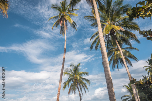 palm trees on the beach