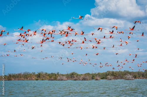 flamingos in the lake