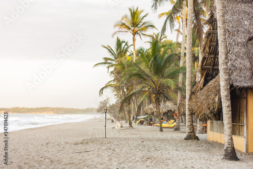 palm trees on the beach