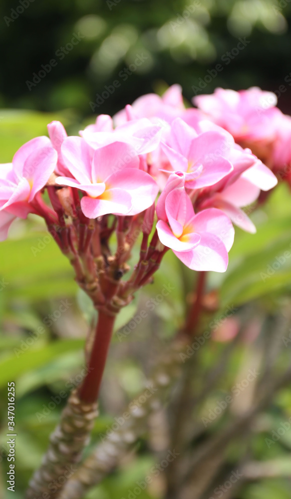 Fototapeta premium Flower in soft focus on blurred and bokeh background.