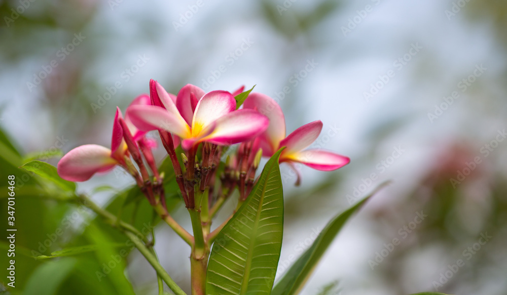 Fototapeta premium Flower in soft focus on blurred and bokeh background.