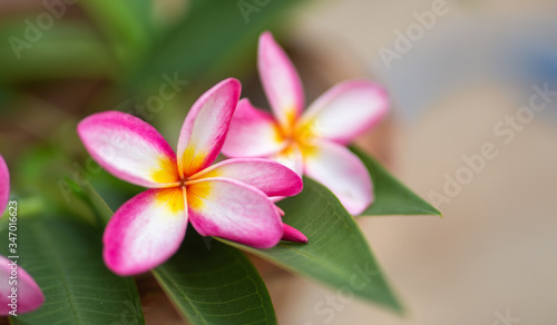 Flower in soft focus on blurred and bokeh background.