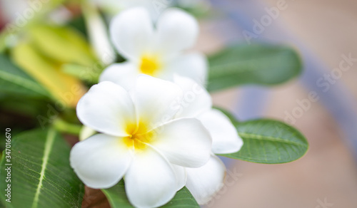 Flower in soft focus on blurred and bokeh background.