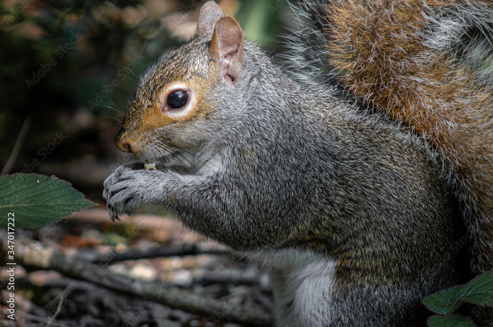 squirrel on the tree