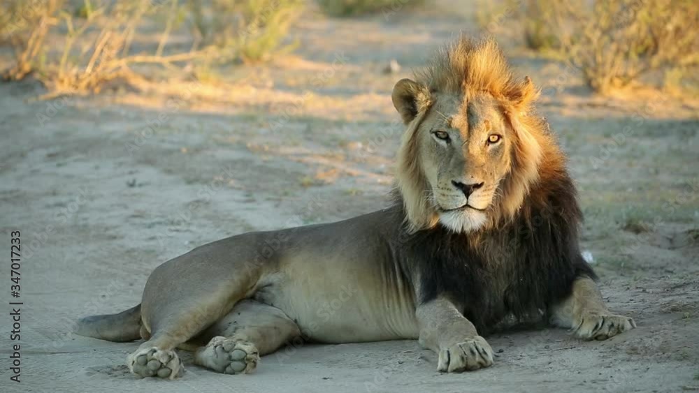 Big male African lion (Panthera leo) in early morning light, Kalahari desert, South Africa Big male African lion (Panthera leo) in early morning light, Kalahari desert, South Africa