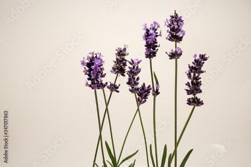Lavender purple flower natural plant 