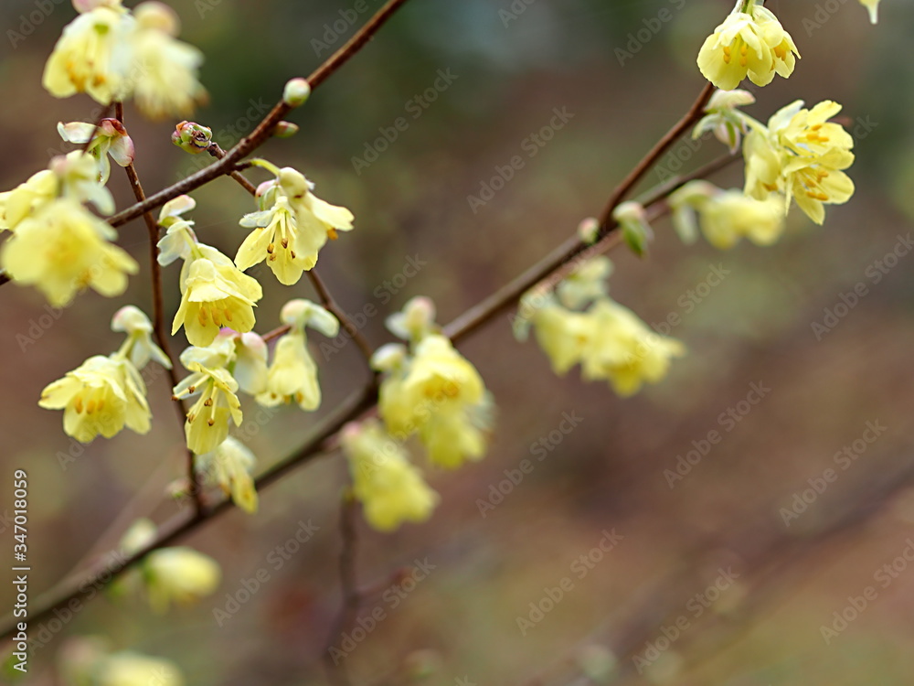 トサミズキの花