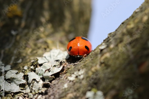 ladybug on a tree
