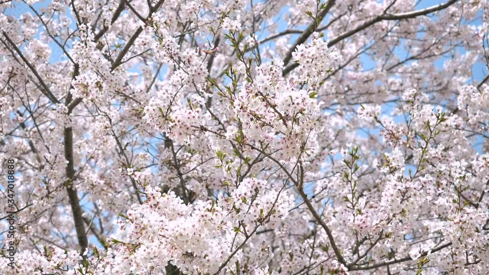 桜 ソメイヨシノ 桜 ソメイヨシノ