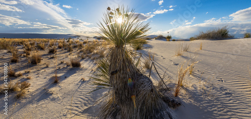 Sun peeking through a Soaptree Yucca in White Sands National Park | New Mexico photo