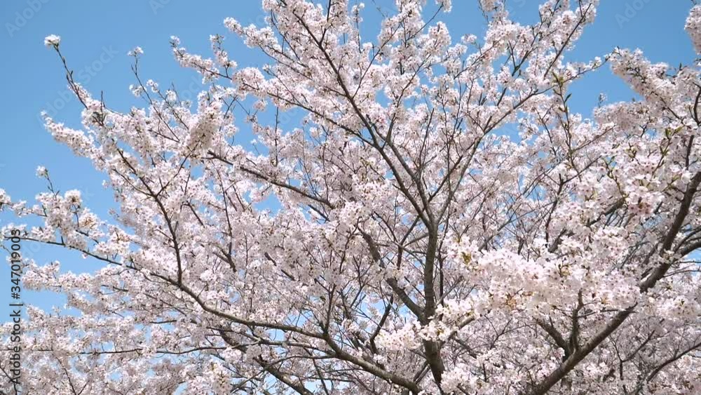 桜 ソメイヨシノ 桜 ソメイヨシノ