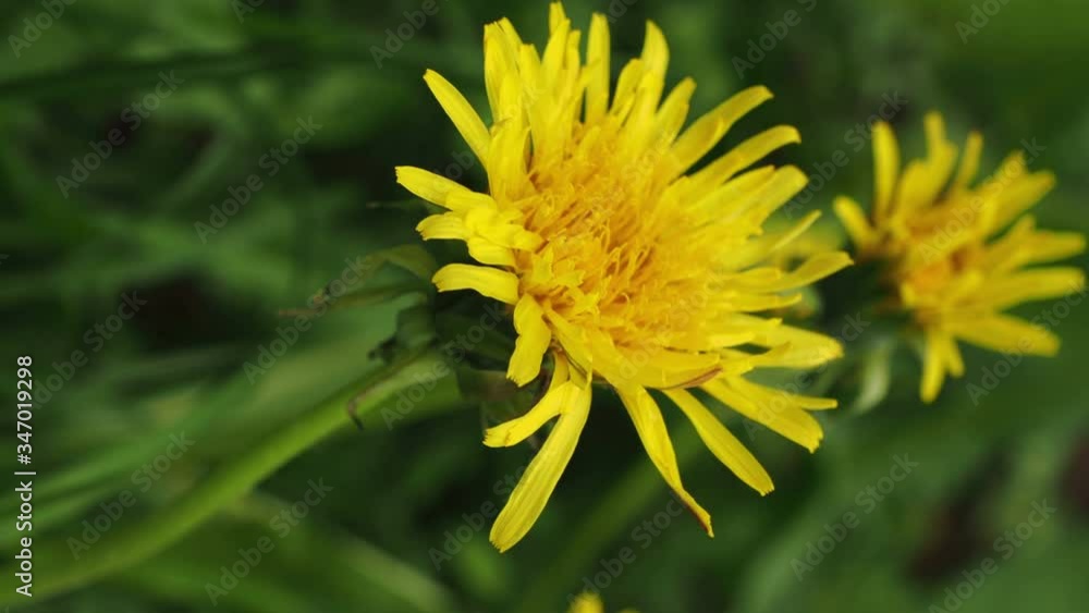 yellow dandelions. wind is blowing . spring rainy day yellow dandelions. wind is blowing . spring rainy day