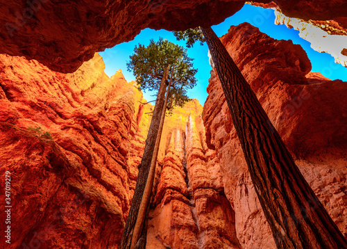 Giant Douglas-fir Trees growing in the Wall Street section of the Navajo Loop Trail in Bryce Canyon National Park, Utah