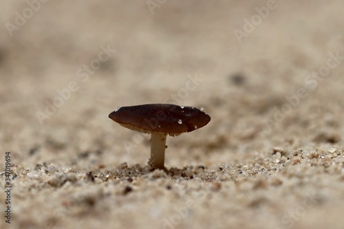 mushroom in the sand