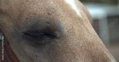 Closeup of Horse Blinking