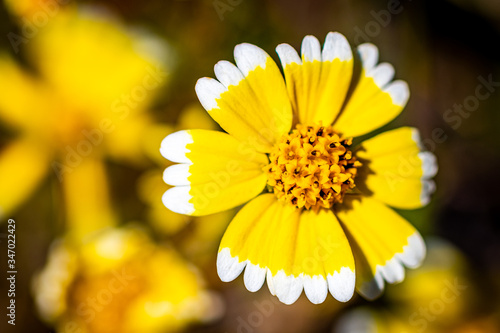 California Coastal Tidytips Flower Blossoms