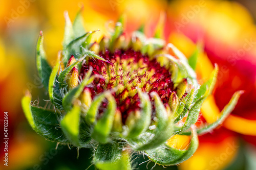 Macro Indian Blanket Flower Blossom