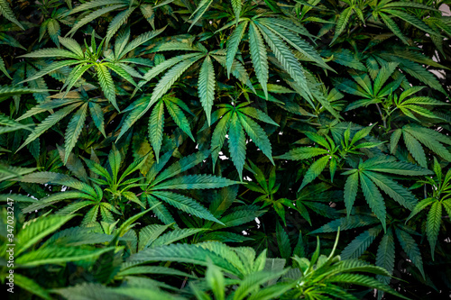 Texture of Cannabis leaves at Indoor Cannabis Farm growing indoor Marijuana Buds