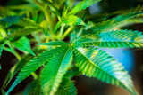 Macro Cannabis Leaf for Legal Marijuana Industry with blurred weed background