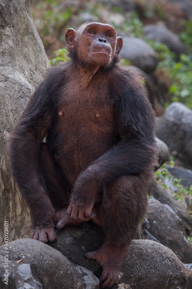 Fototapeta premium Chimpanzees are asking for food from humans