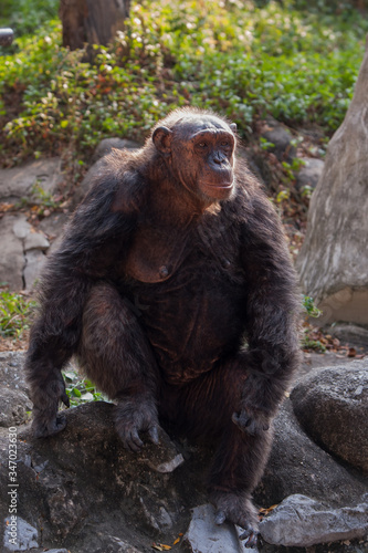 Chimpanzees are asking for food from humans