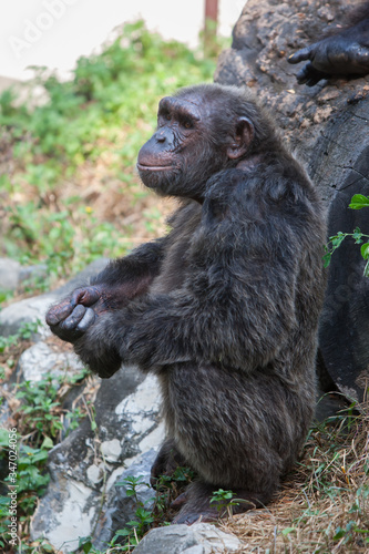 Chimpanzees are asking for food from humans. © Benzine