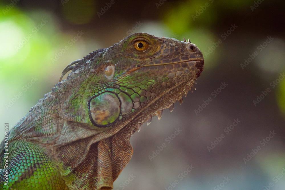 Fototapeta premium iguana on a branch