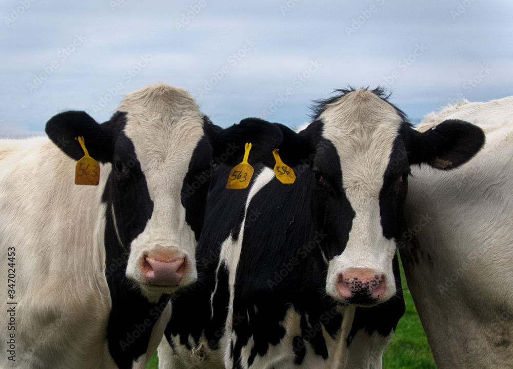 Two nearly identical cows staring at the camera
