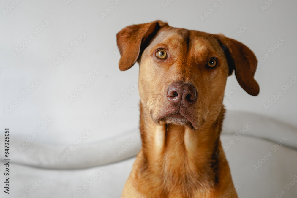 yellow dog in the house yellow dog in the house