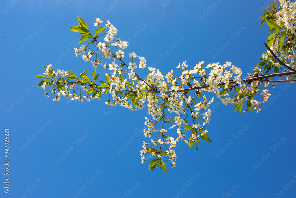 White cherry blossoms on blue sky background White cherry blossoms on blue sky background