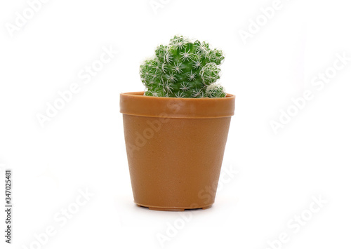 Cactus in pot isolated on white background. Potted ornamental plants for absorb electromagnetic radiation from computer in office, easy care potted plants. Gardening Hobbies at home