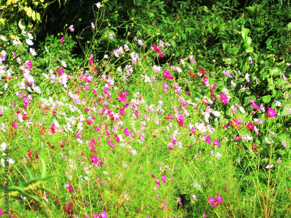 日本の田舎の風景 10月 野の花 畑のコスモス 日本の田舎の風景 10月 野の花 畑のコスモス
