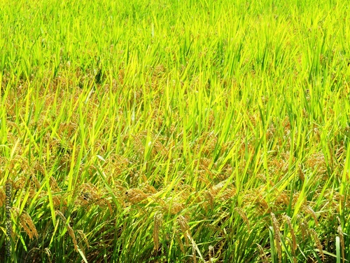 日本の田舎の風景 10月 稲の実り 穂明かり