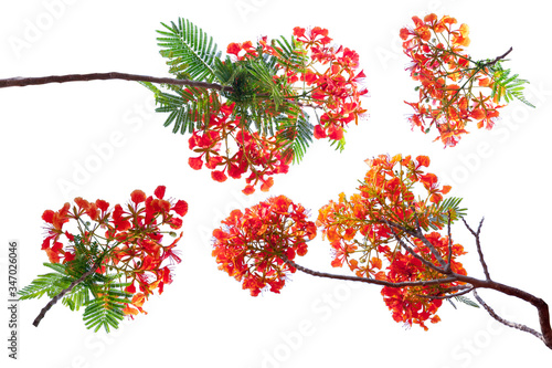 Foto royal poinciana flower , red flower isolated on white background.