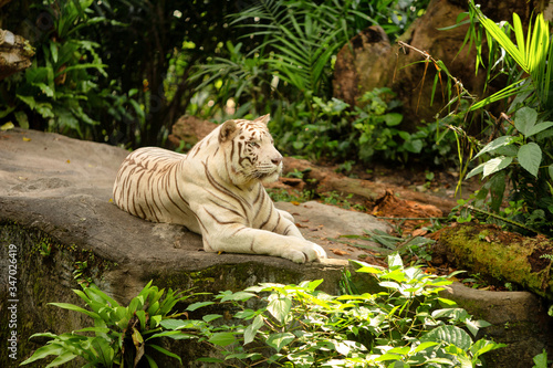 Fototapeta Naklejka Na Ścianę i Meble -  View of single white Bengal Tiger