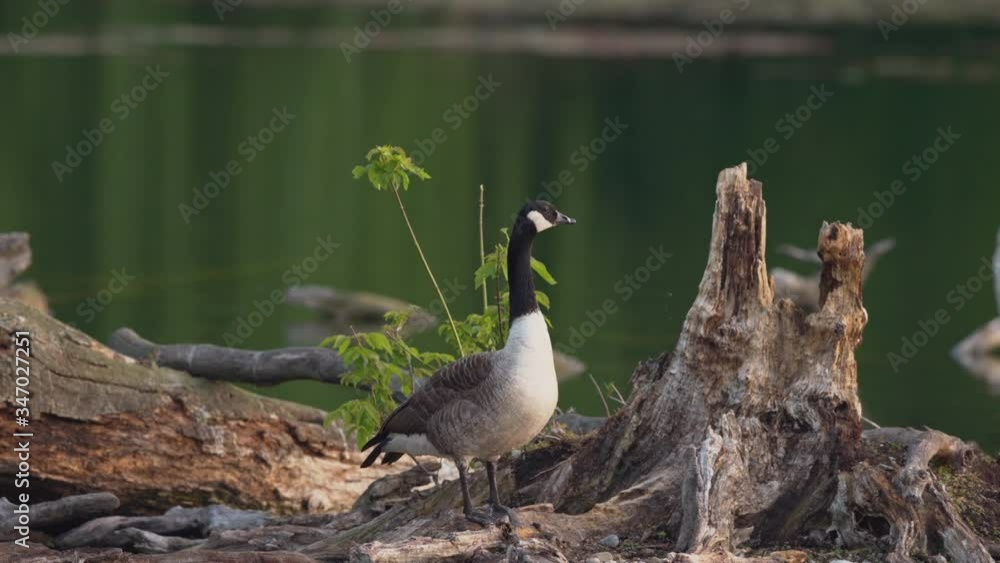 Canada goose standing near a lake in spring Canada goose standing near a lake in spring