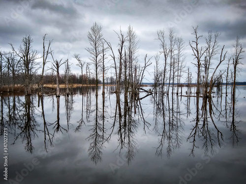 tree reflections