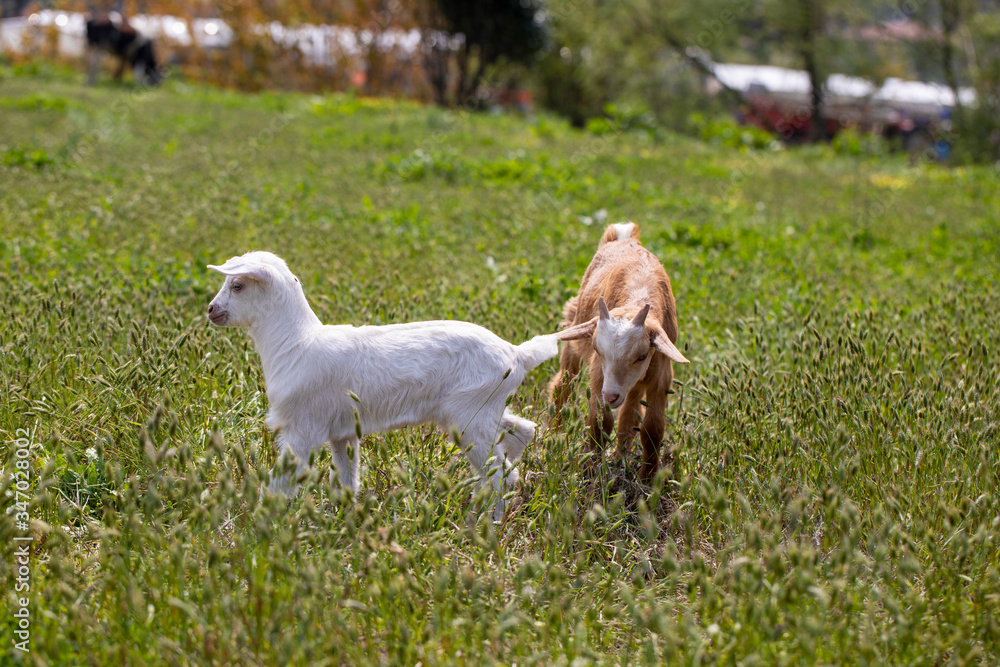 Newly born brown and white yeanlings on grass Newly born brown and white yeanlings on grass