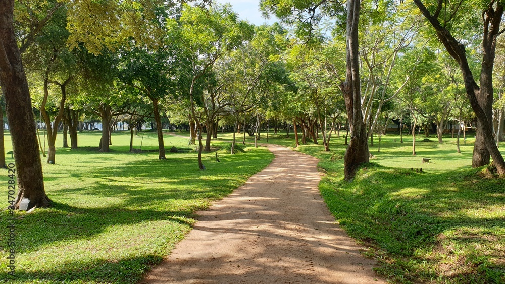 the road within the trees