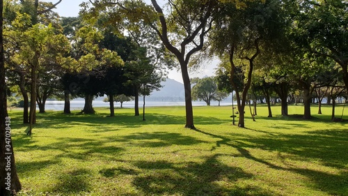 trees in nature